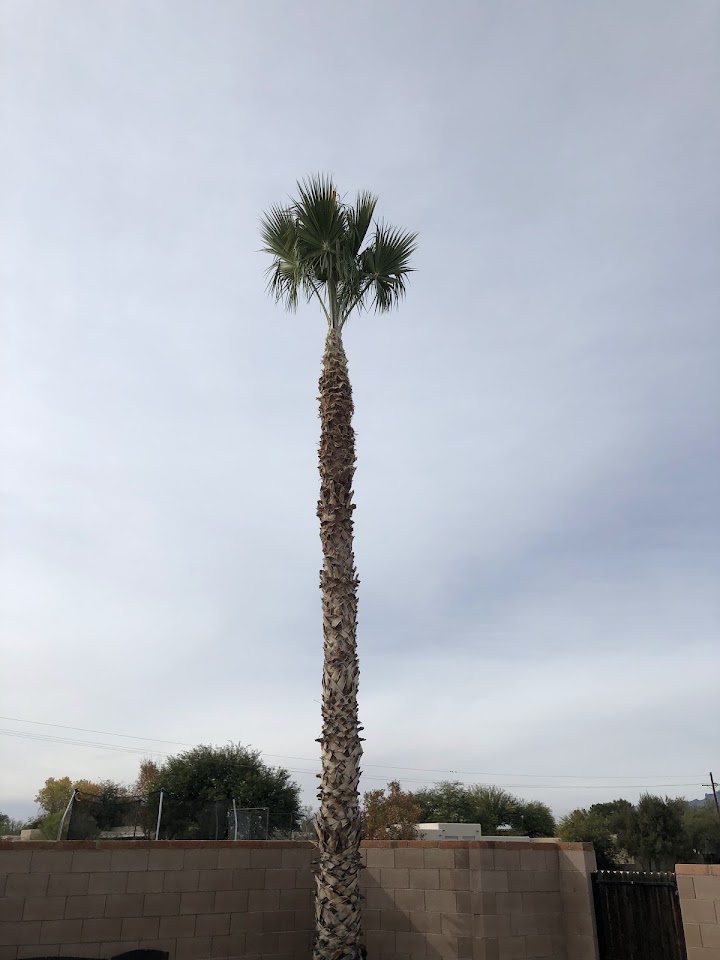 Trees "R" Us LLC project